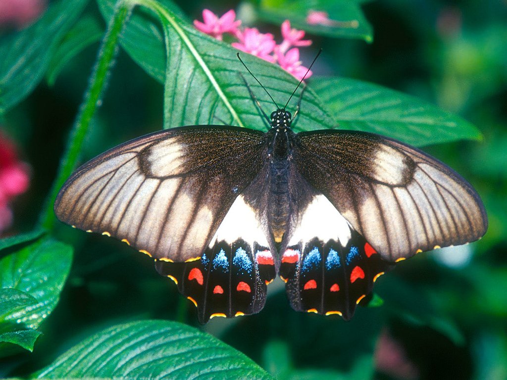 Orchard Butterfly